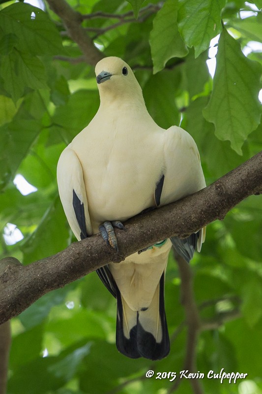 Pied Imperial Pigeon