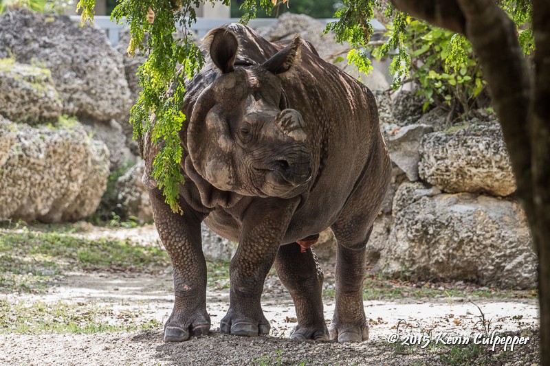 Greater One-Horned Rhinoceros