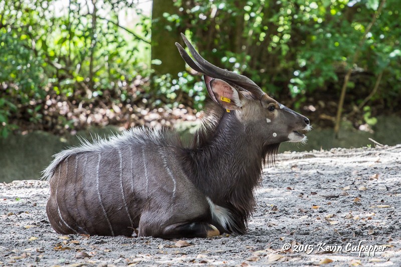 Nyala