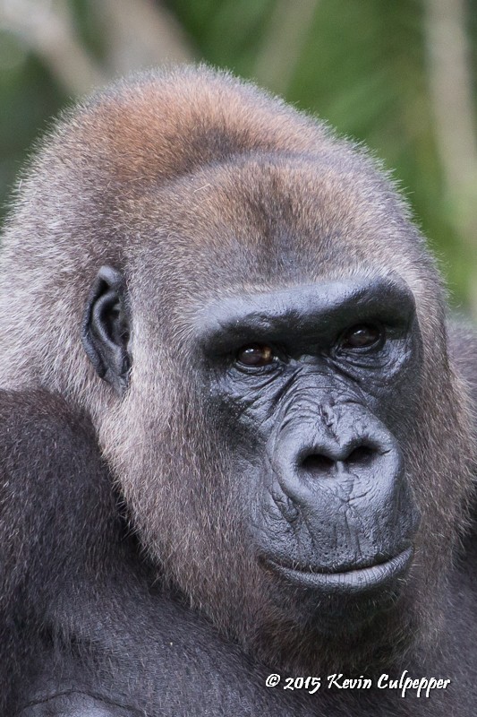 Western Lowland Gorilla