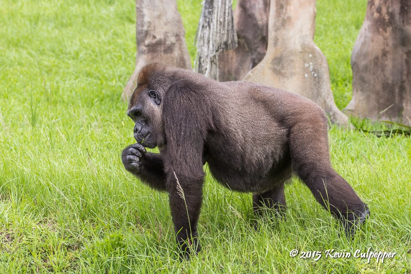 Western Lowland Gorilla