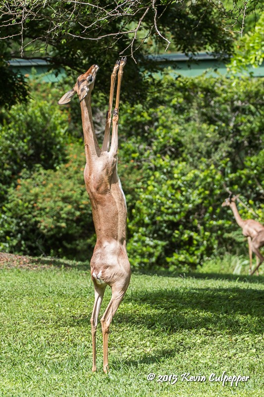 Gerenuk