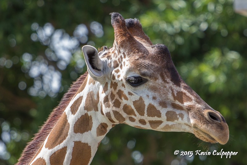 Giraffe