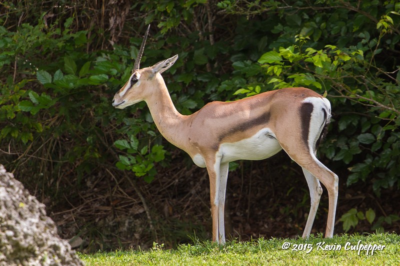 Grants Gazelle
