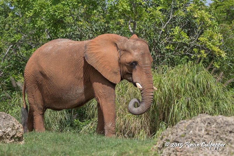 African Elephant