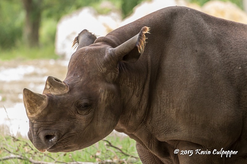 Black Rhinoceros