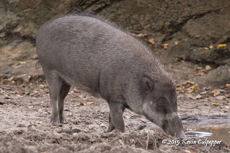 Visayan Warty Pig