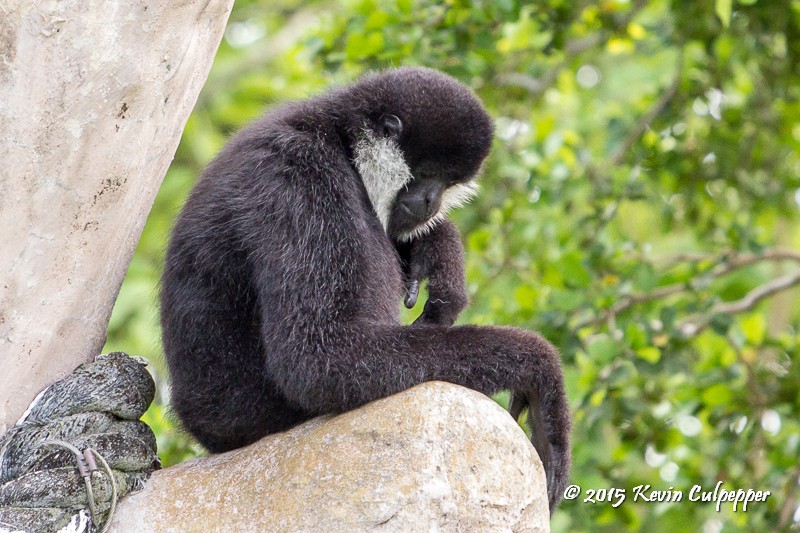White Cheeked Gibbon