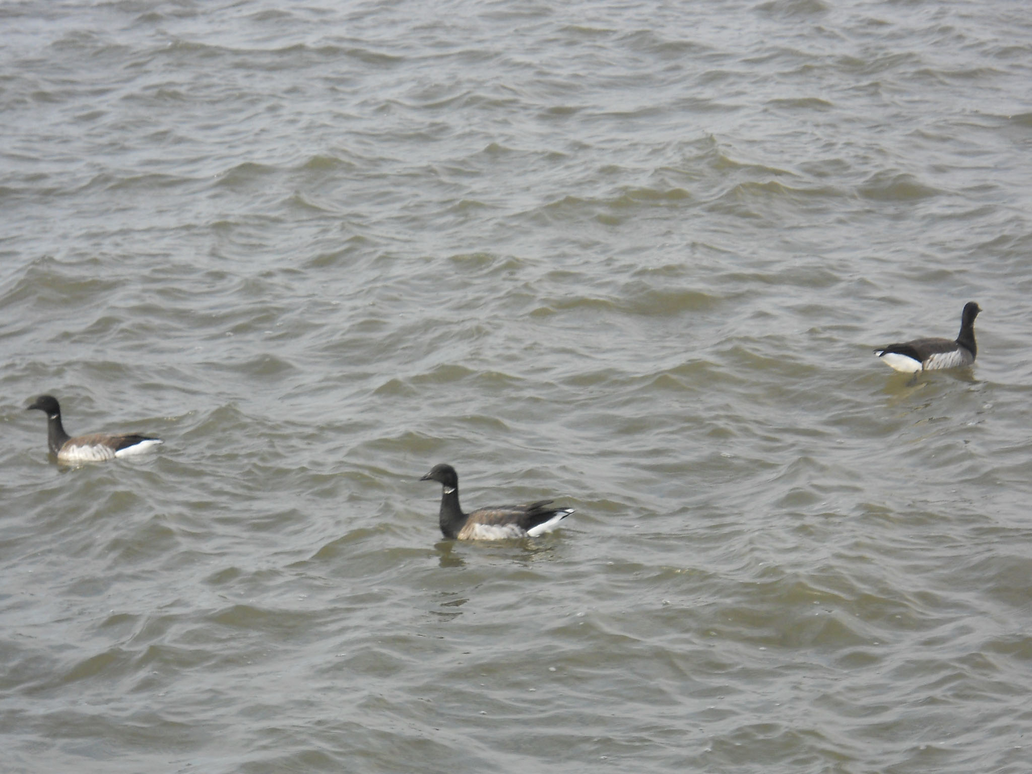 Dscn3632.jpg
