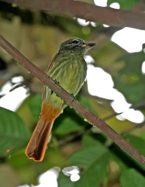 Rufous-tailed Flatbill