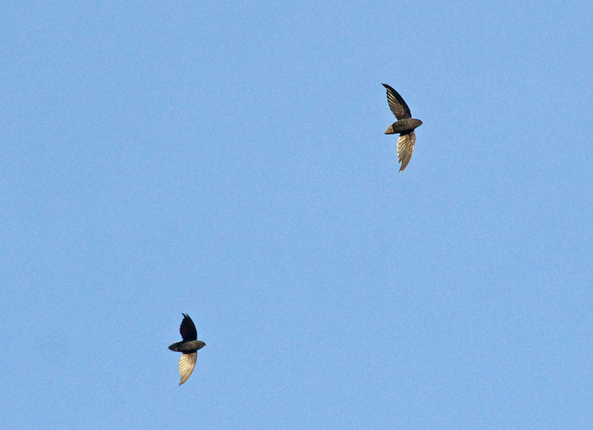 Short-tailed Swift