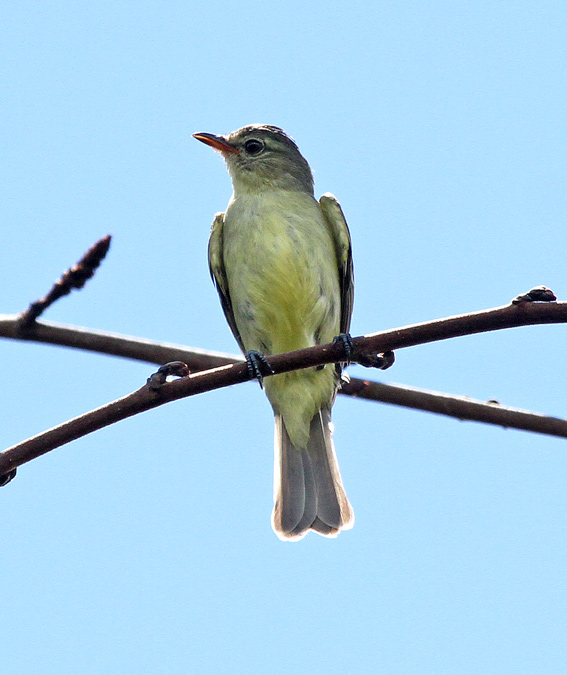 Southern Beardless-Tyrannulet