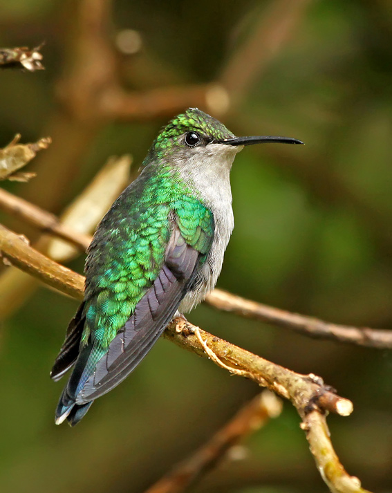 Fork-tailed Woodnymph