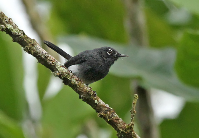 Slate-throated Gnatcatcher