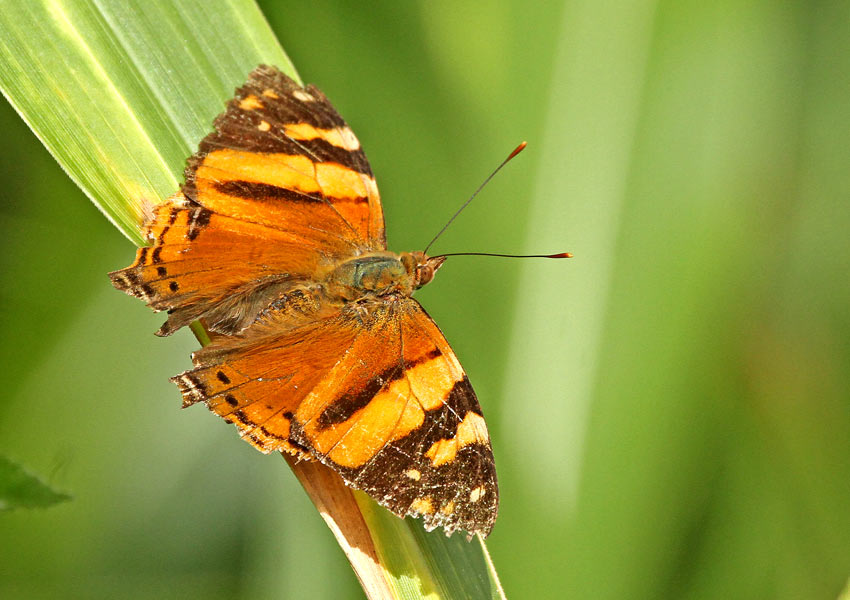 Hypanartia lethe