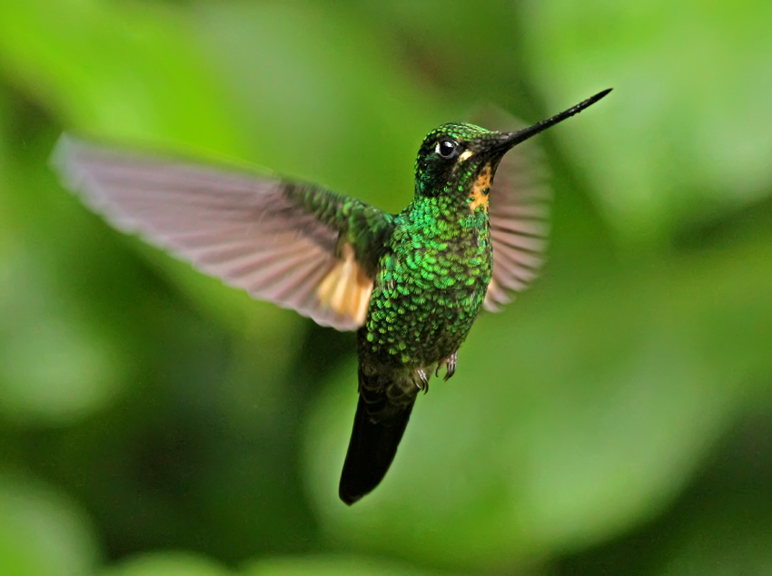 Buff-winged Starfrontlet