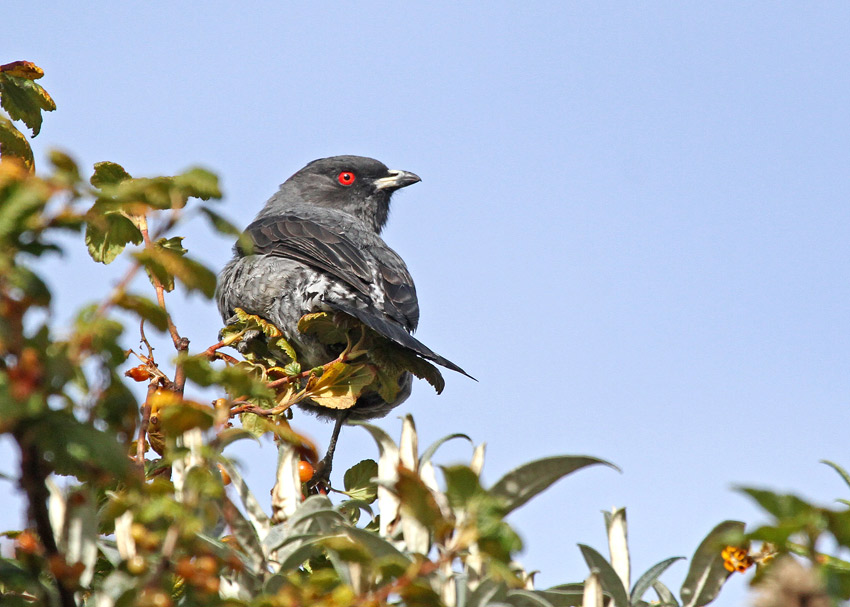 Red-crested Cotinga