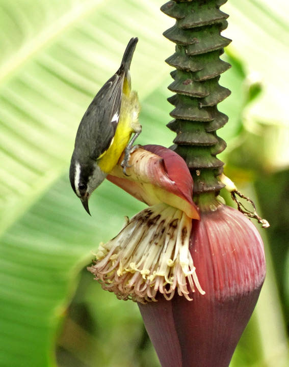 Bananaquit