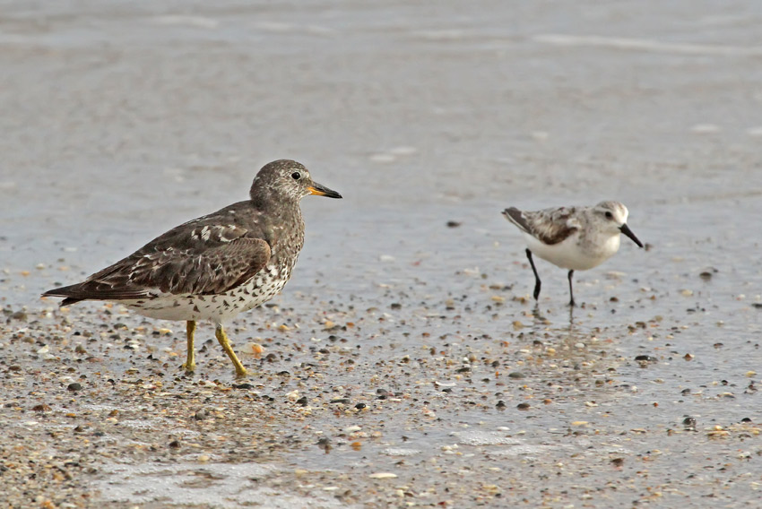 Surfbird