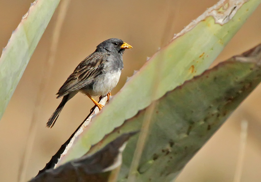 Band-tailed Sierra-Finch