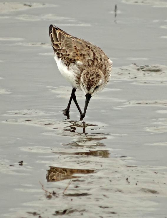 Western Sandpiper