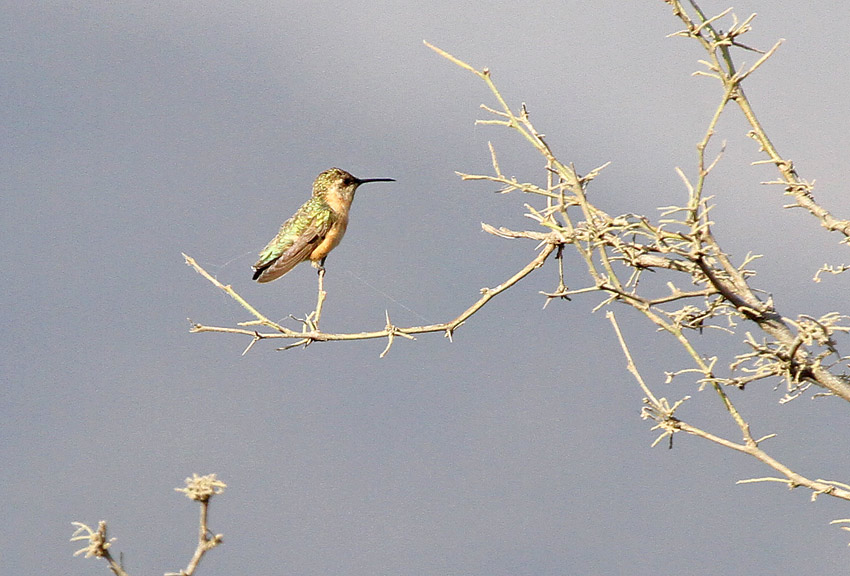 Short-tailed Woodstar