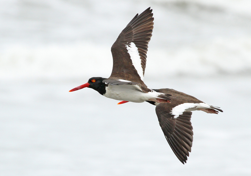 American Oystercatcher