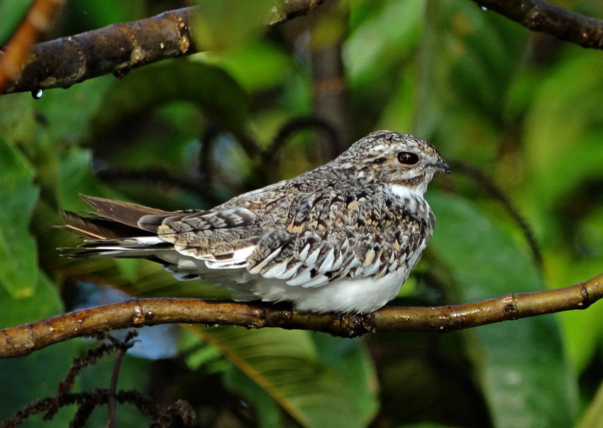 Sand-colored Nighthawk