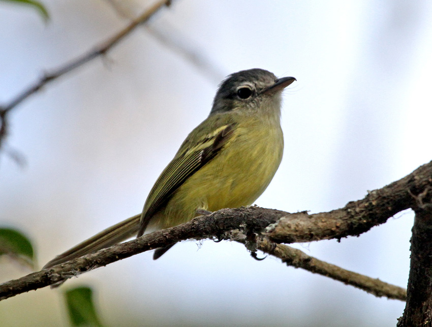 Yellow-olive Flatbill