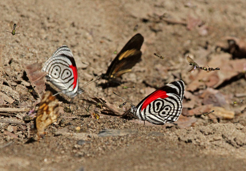 Butterflies Moyobamba