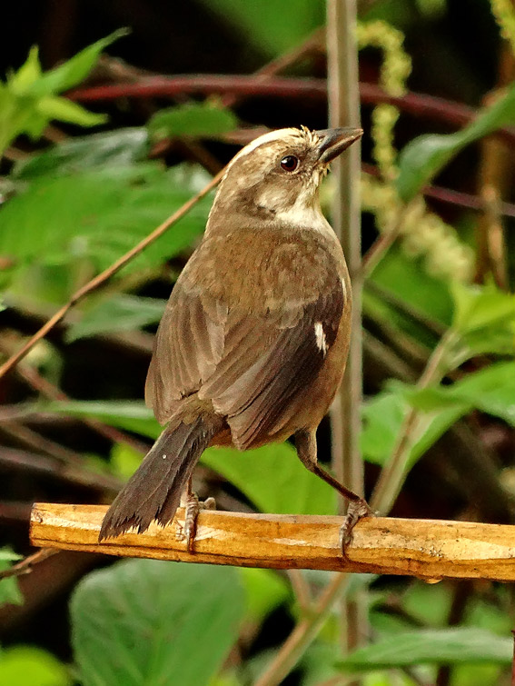 Pale-headed Brush-Finch