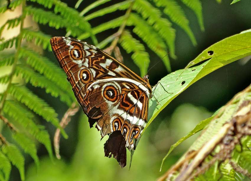 Morpho cisseis phanodemus