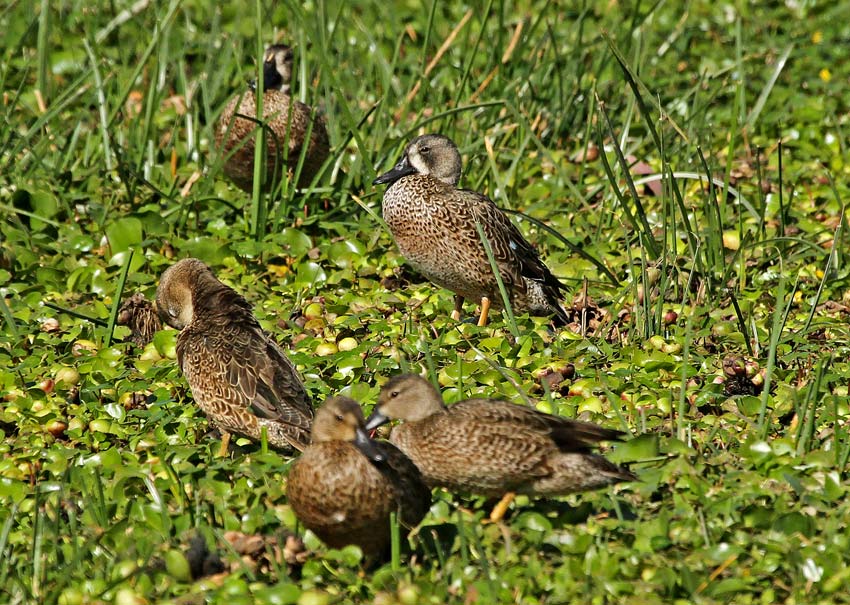 Blue-winged Teal