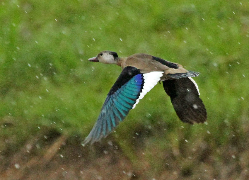 Brazilian Teal