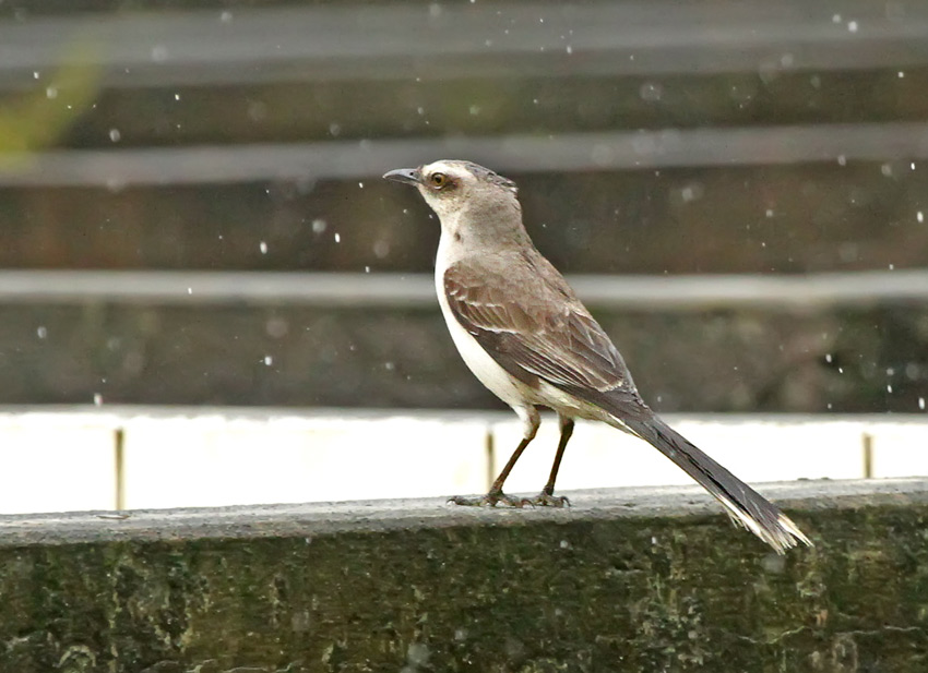Tropical Mockingbird