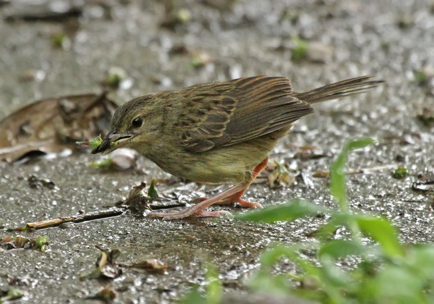 Yellow-browed Sparrow