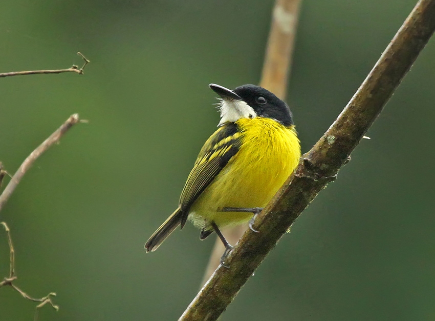 Black-headed Tody-Flycatcher