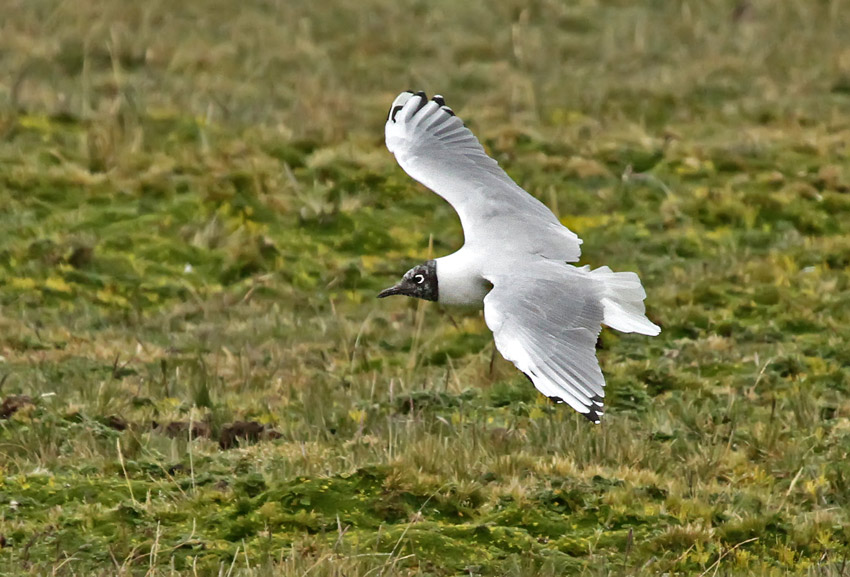 Andean Gull