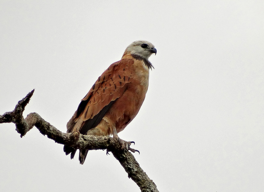 Black-collared Hawk