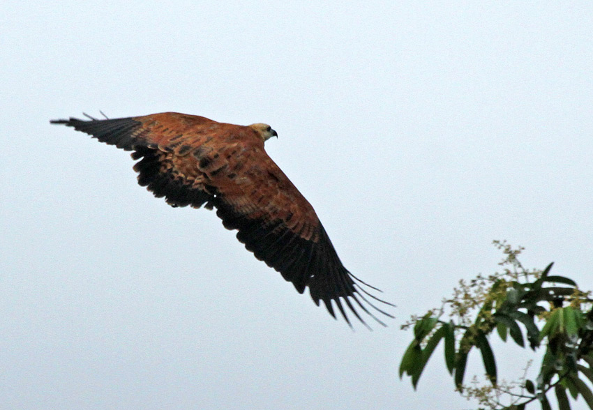 Black-collared Hawk