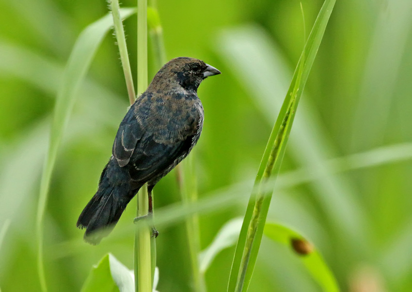 Blue-black Grassquit