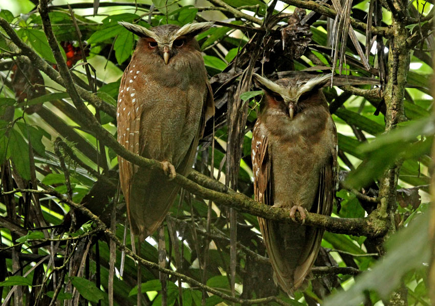 Crested Owl