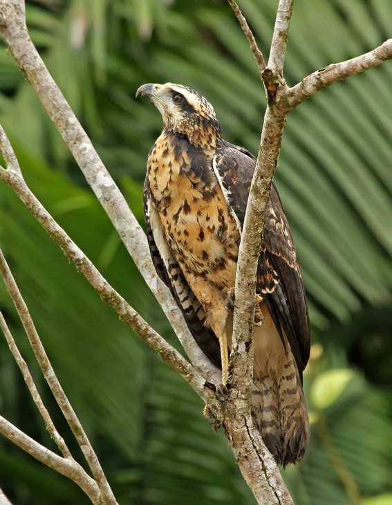 Great Black-Hawk