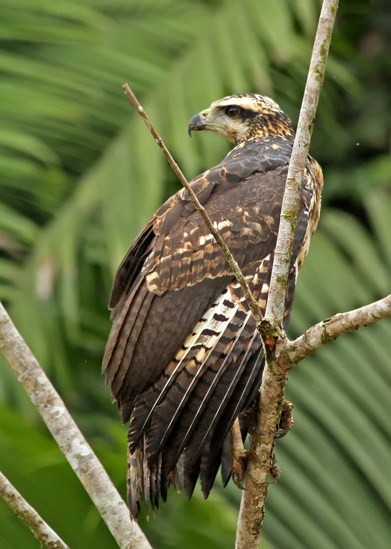 Great Black-Hawk