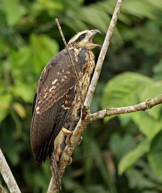 Great Black-Hawk