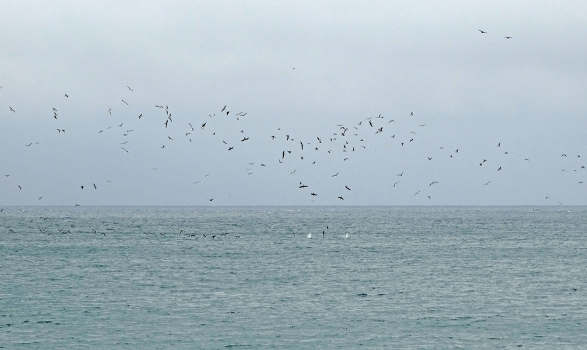 Blue-footed Booby