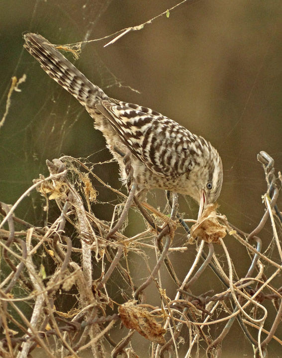 Fasciated Wren