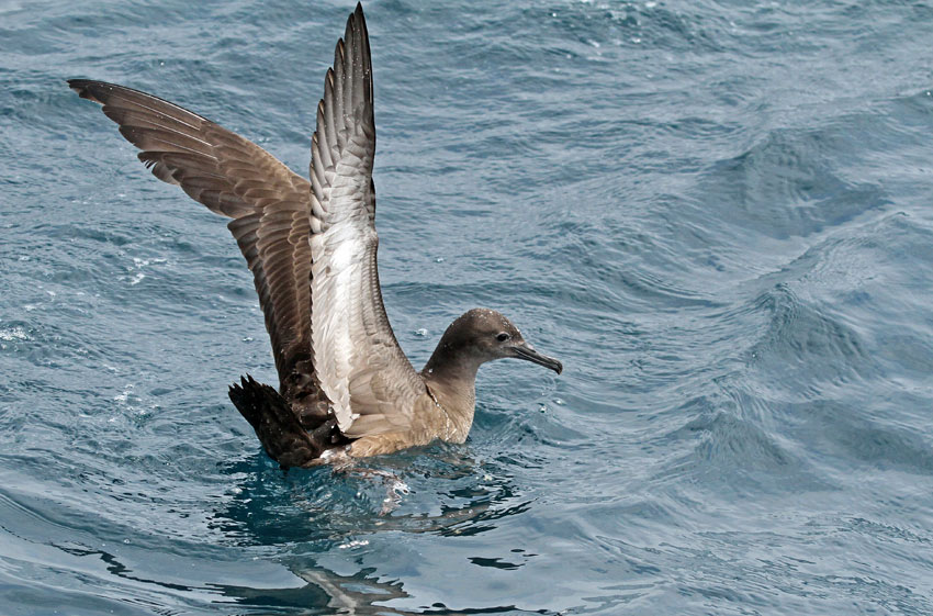 Sooty Shearwater