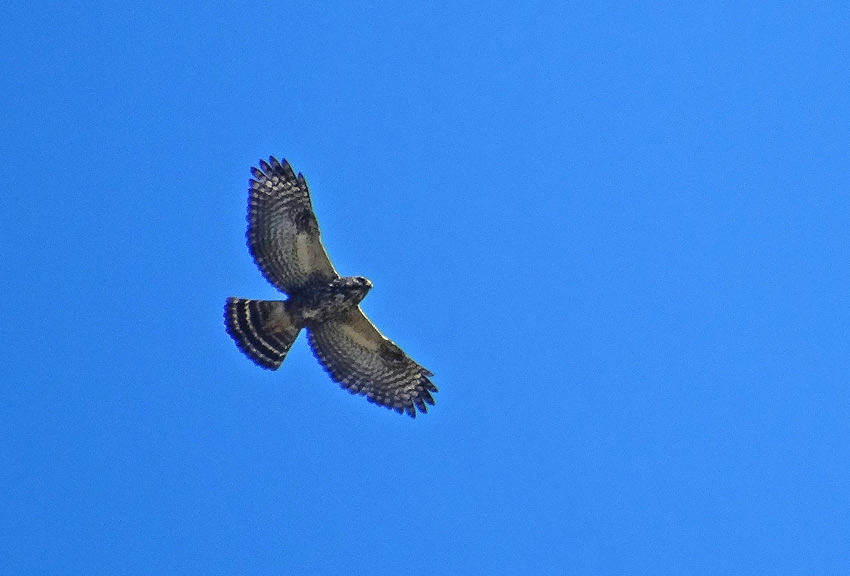 White-rumped Hawk