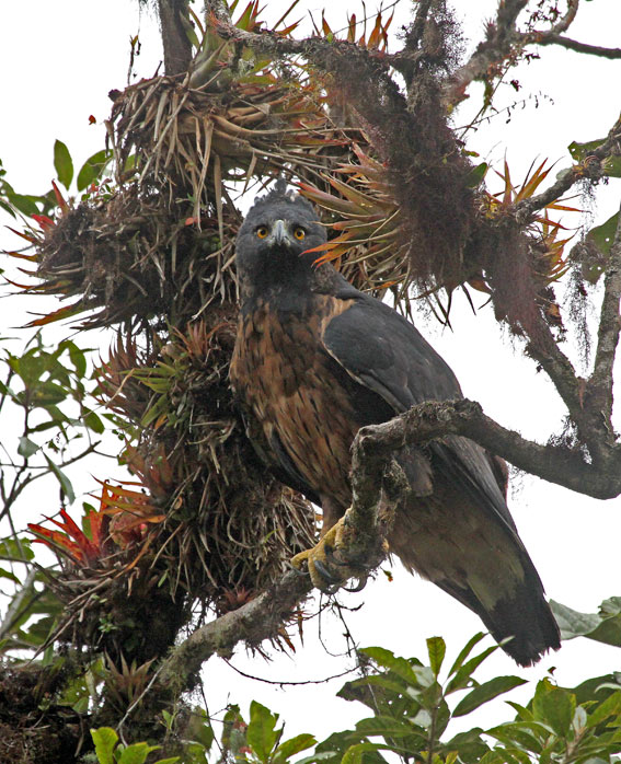 Black-and-chestnut Eagle